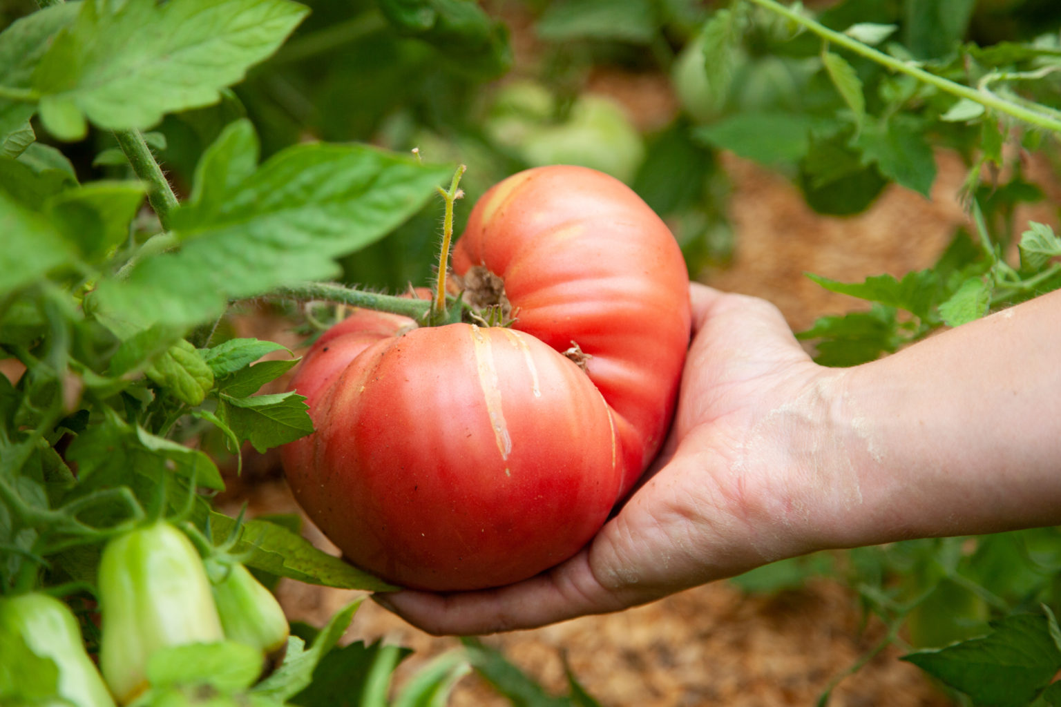 Modern Homesteading