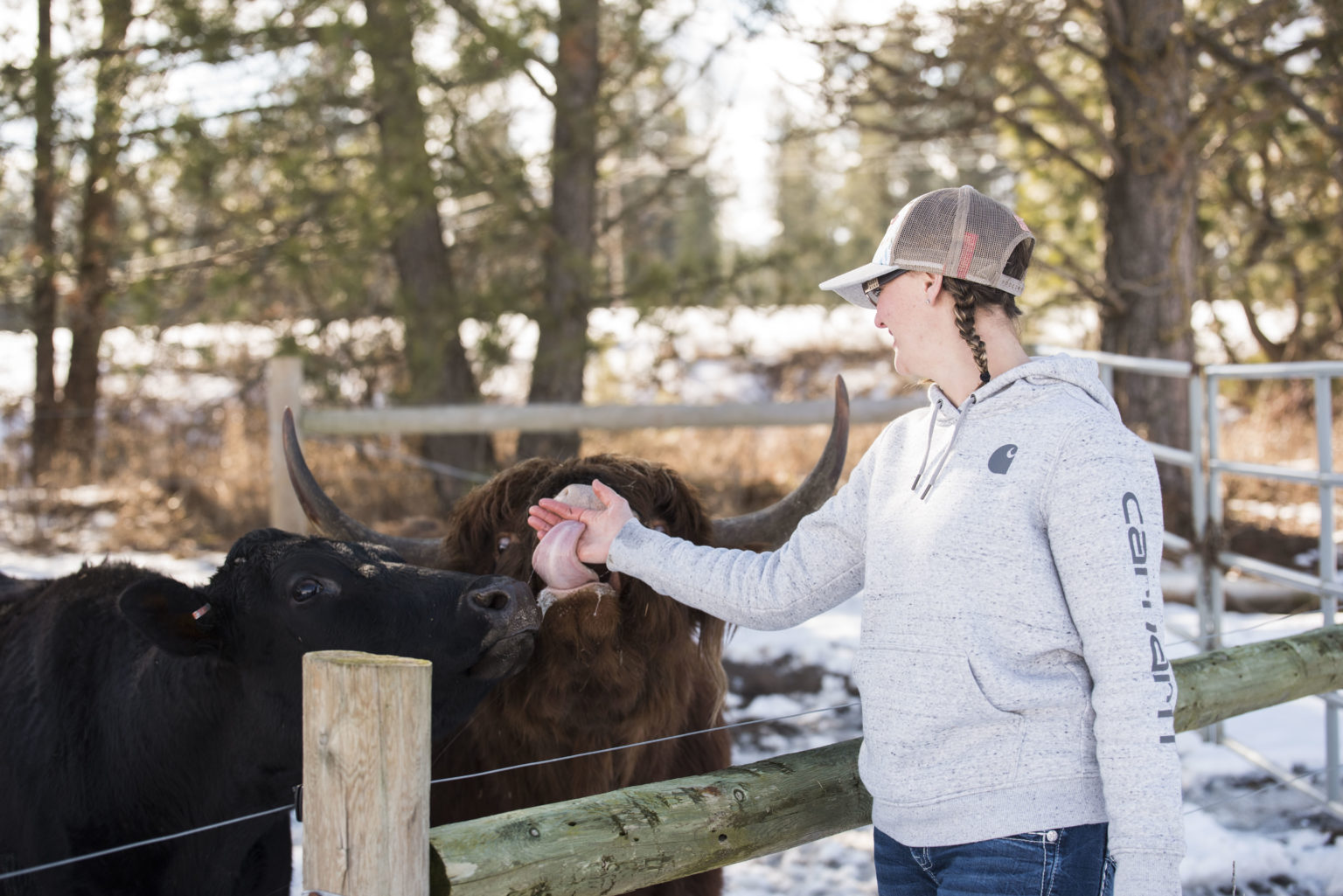 Modern Homesteading